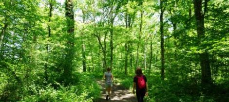 Aperçu de SENTIER DU BOIS DU MALAUMONT