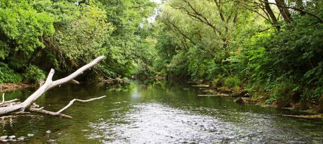 Aperçu de ÉTANGS ET RIVIÈRES ROCHESSON