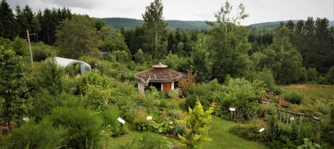 Aperçu de RENCARD NATURE : VISITE GUIDÉE 'LES PLANTES COMESTIBLES DE MON JARDIN-FORÊT'