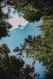 Forêt, lieu idéal pour la randonnée dans la région de Bruyères dans les Vosges