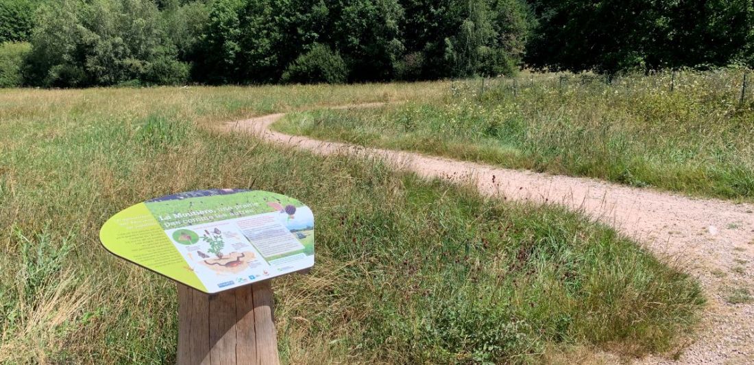 Aperçu de LA ZONE HUMIDE DE LA MOUTIÈRE  - LA PRAIRIE À AZURÉ DES PALUDS