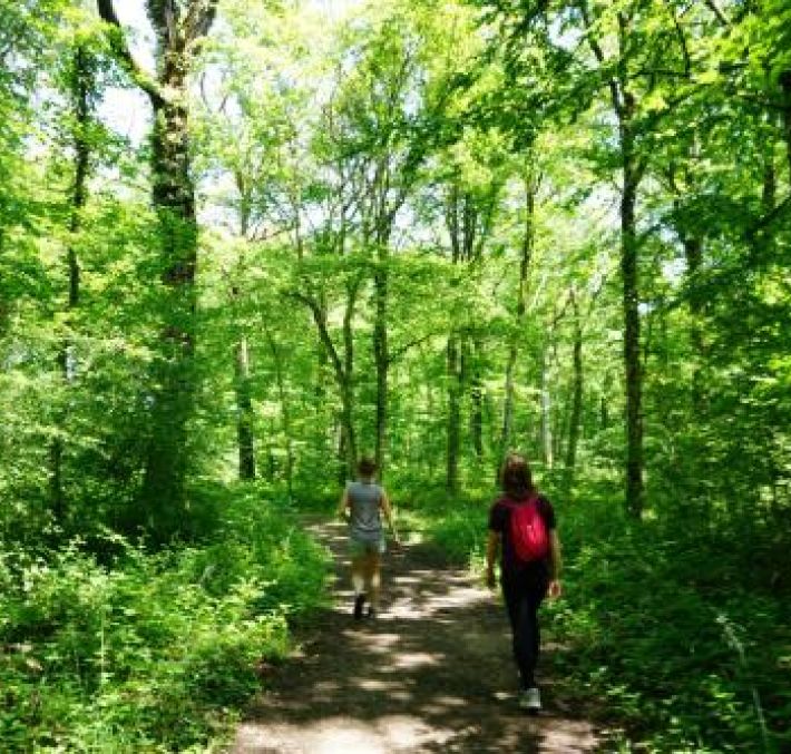 Aperçu de SENTIER DU BOIS DU MALAUMONT