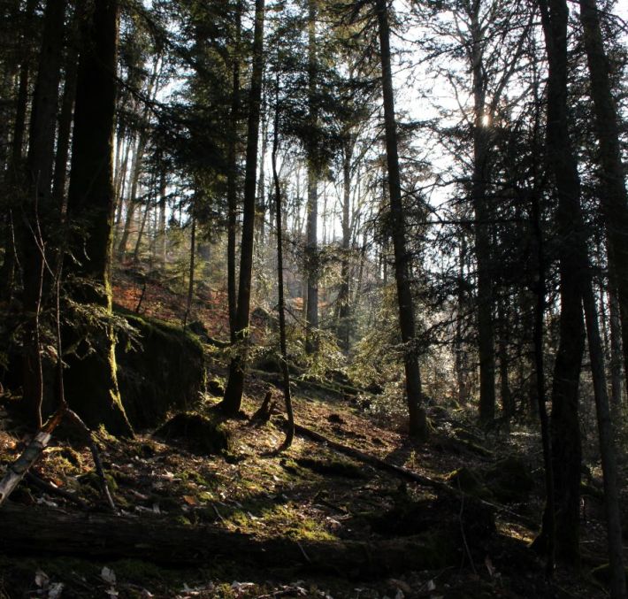 Aperçu de CIRCUIT VTT N°1 RAON L ETAPE